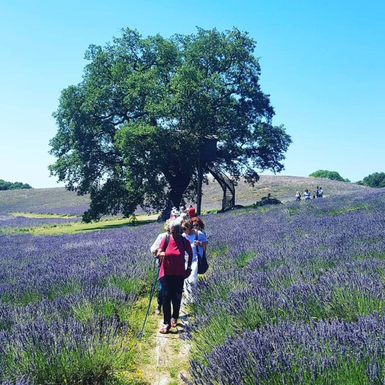 passeggiata nella lavanda
