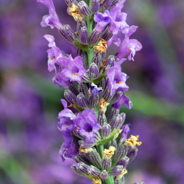 lavanda_spiga