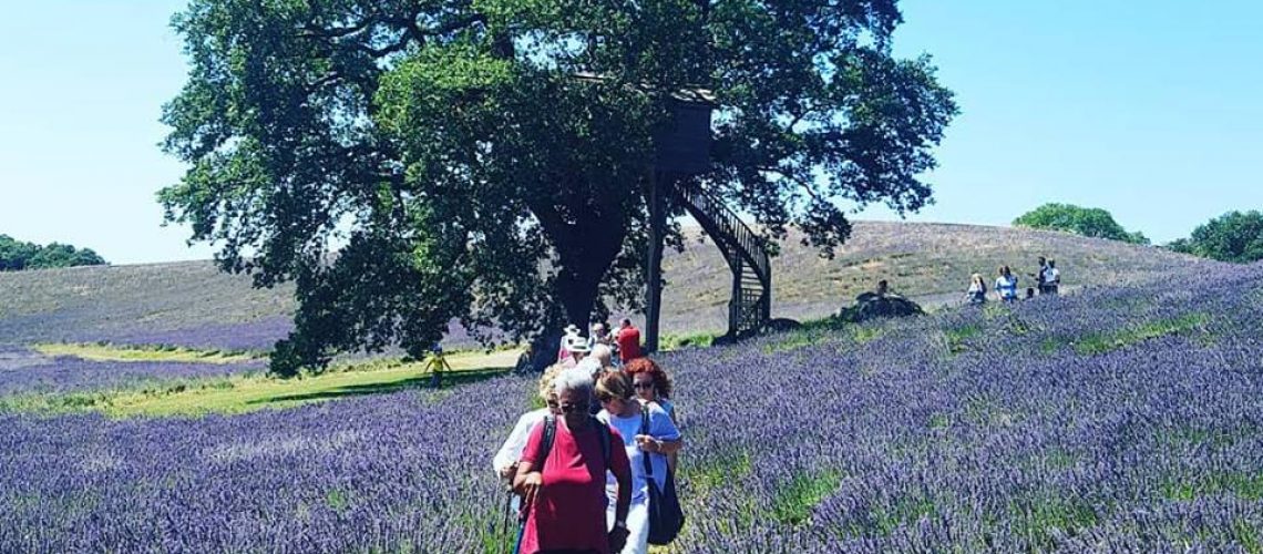 passeggiata nella lavanda