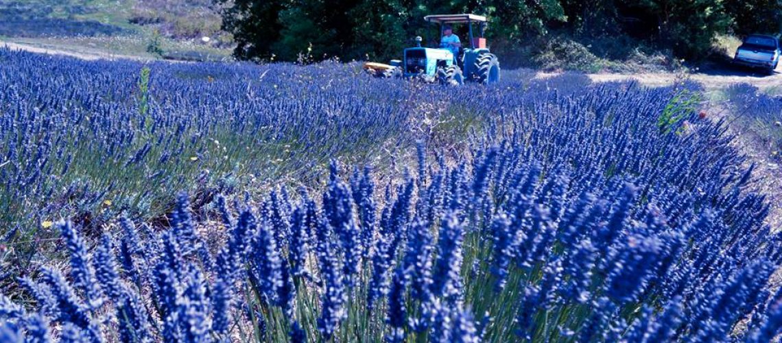 raccolta_lavanda_2014
